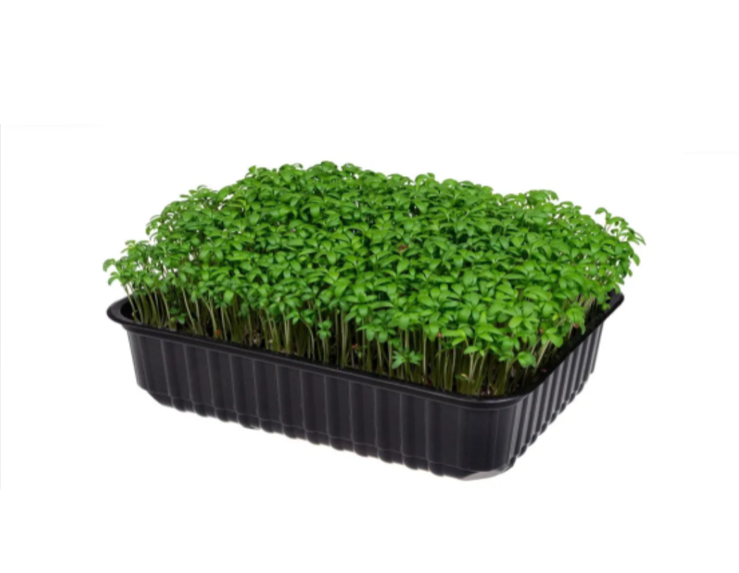 Микрозелень Кресс салат